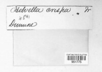 Helvella crispa image